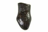 Cretaceous Fossil Dinosaur (Thescelosaurus) Tooth - Montana #338878-1